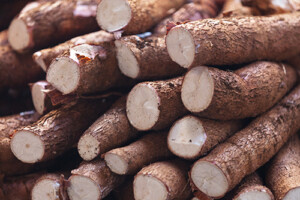 Manioc