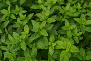 Menthe