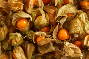 Physalis
