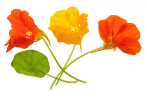 Fleur de capucine