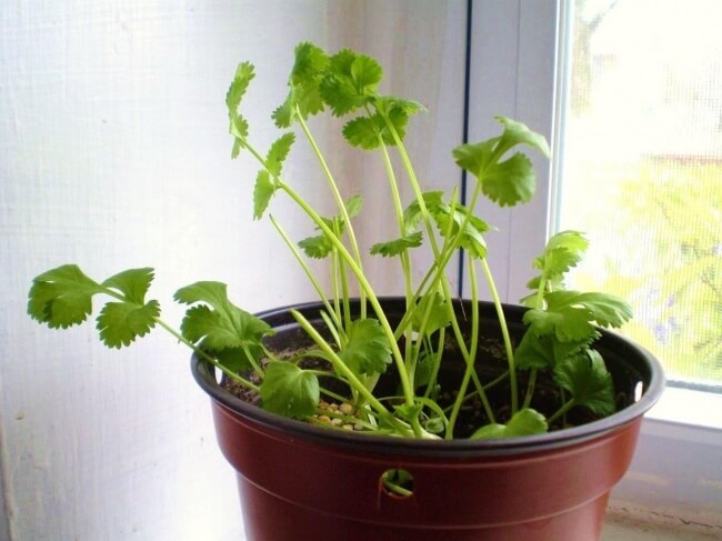 Les légumes à faire repousser chez soi Les légumes à faire repousser chez soi